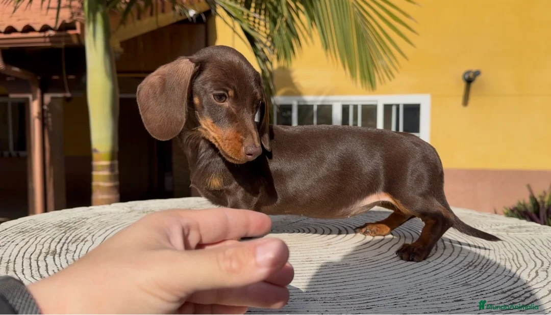 Teckel perros en venta: Hembra kaninchen muy pequeña  - Anuncio 1