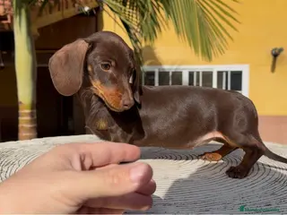 Teckel perros Hembra kaninchen muy pequeña - Anuncio 9