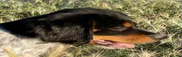Épagneul Breton perros en venta: Epagneul bretón  - Anuncio 3