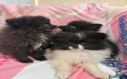 Pomerania perros en venta: POMERANIA MICRO TOY - Imagen 8
