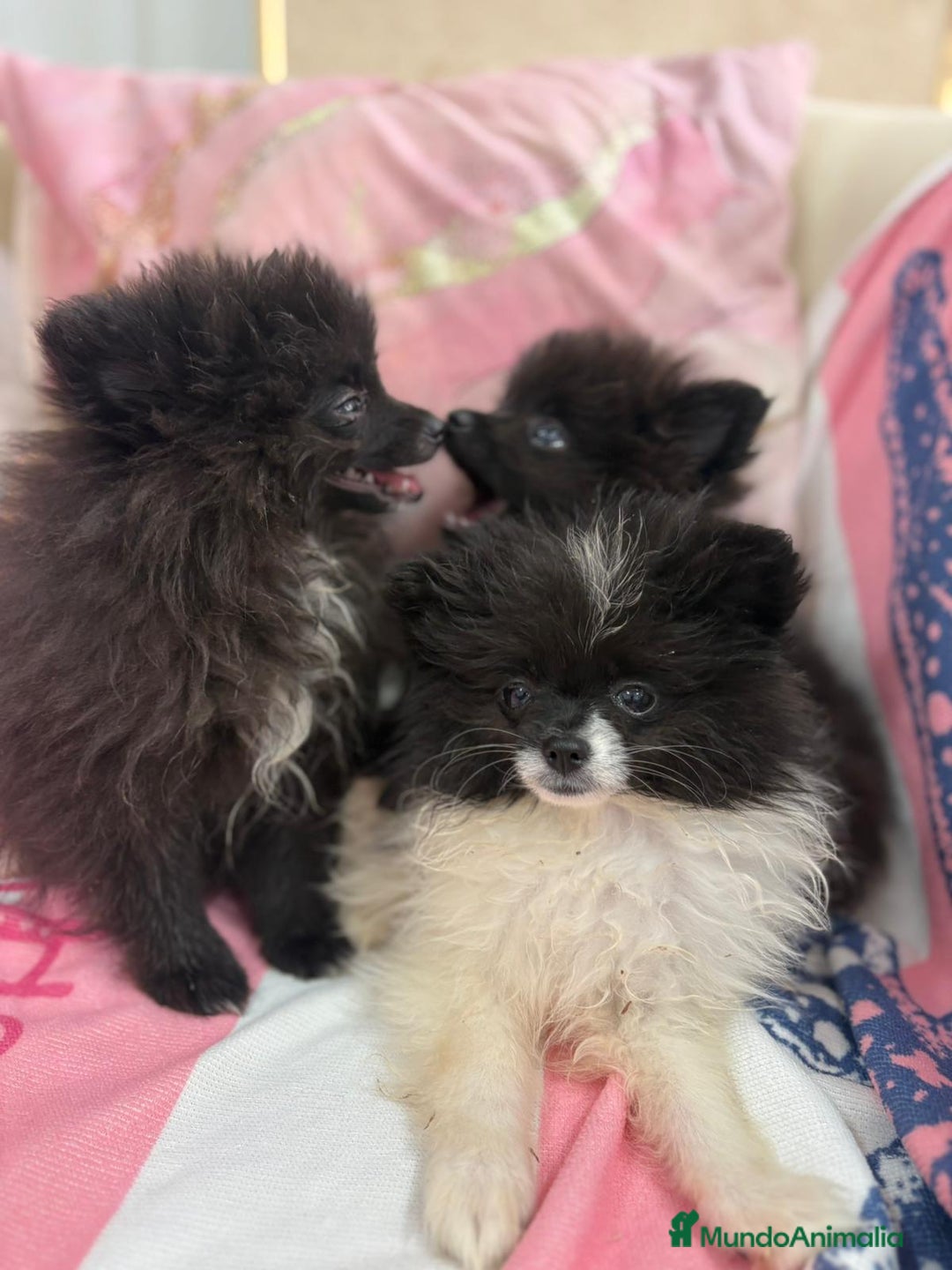 Pomerania perros en venta: POMERANIA MICRO TOY - Imagen 8