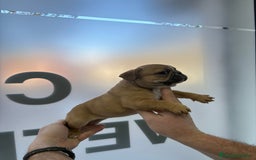 Bulldog Francés perros en venta: Bulldog francés  - Anuncio 4