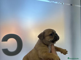 Bulldog Francés perros Bulldog francés - Anuncio 2