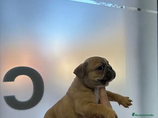 Bulldog Francés perros Bulldog francés - Anuncio 6