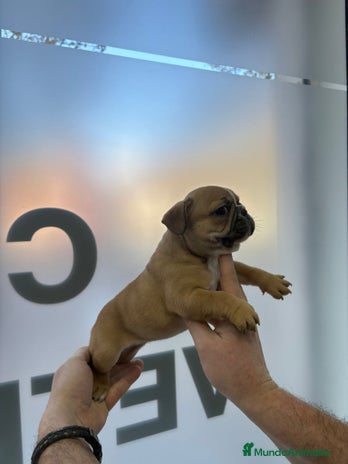 Bulldog Francés perros Bulldog francés - Anuncio 3