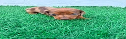 Teckel Miniatura perros en venta: Teckel miniatura merle chocolate  - Anuncio 4