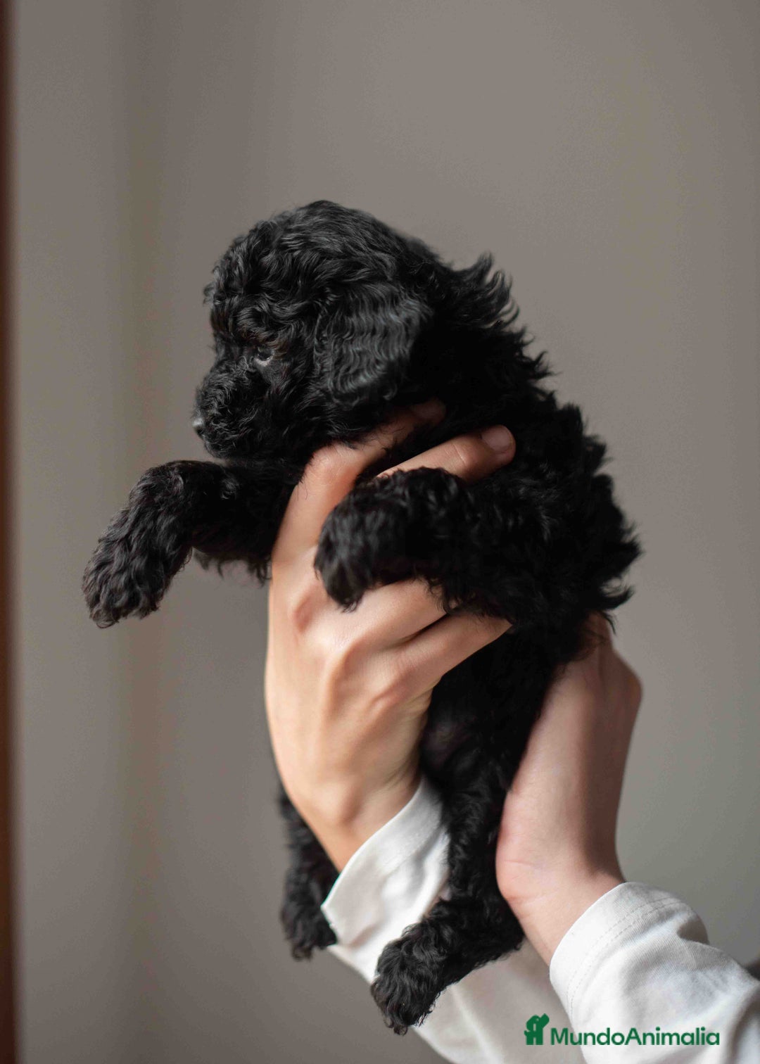 Caniche Toy perros en venta: Caniches toys negros - Anuncio 12