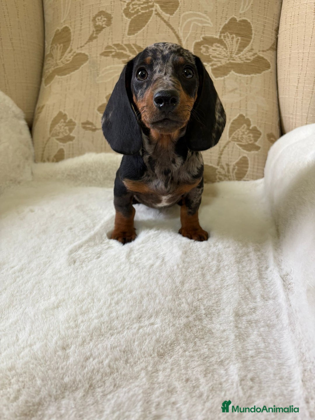 Teckel Miniatura perros en venta: cachorro de teckel miniatura arlequín Merle plata  - Imagen 21