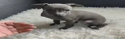 Pequeño Lebrel Italiano perros en venta: Pequeño Lebrel Italiano. Galgo Piccolo - Anuncio 4