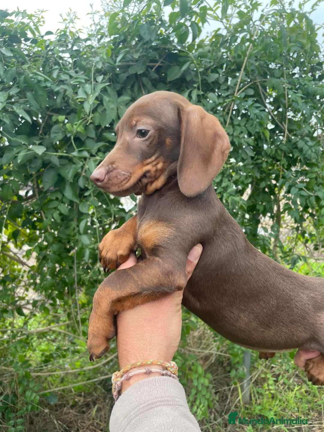 Teckel Miniatura perros en venta: TECKEL MINIATURA - Anuncio 3