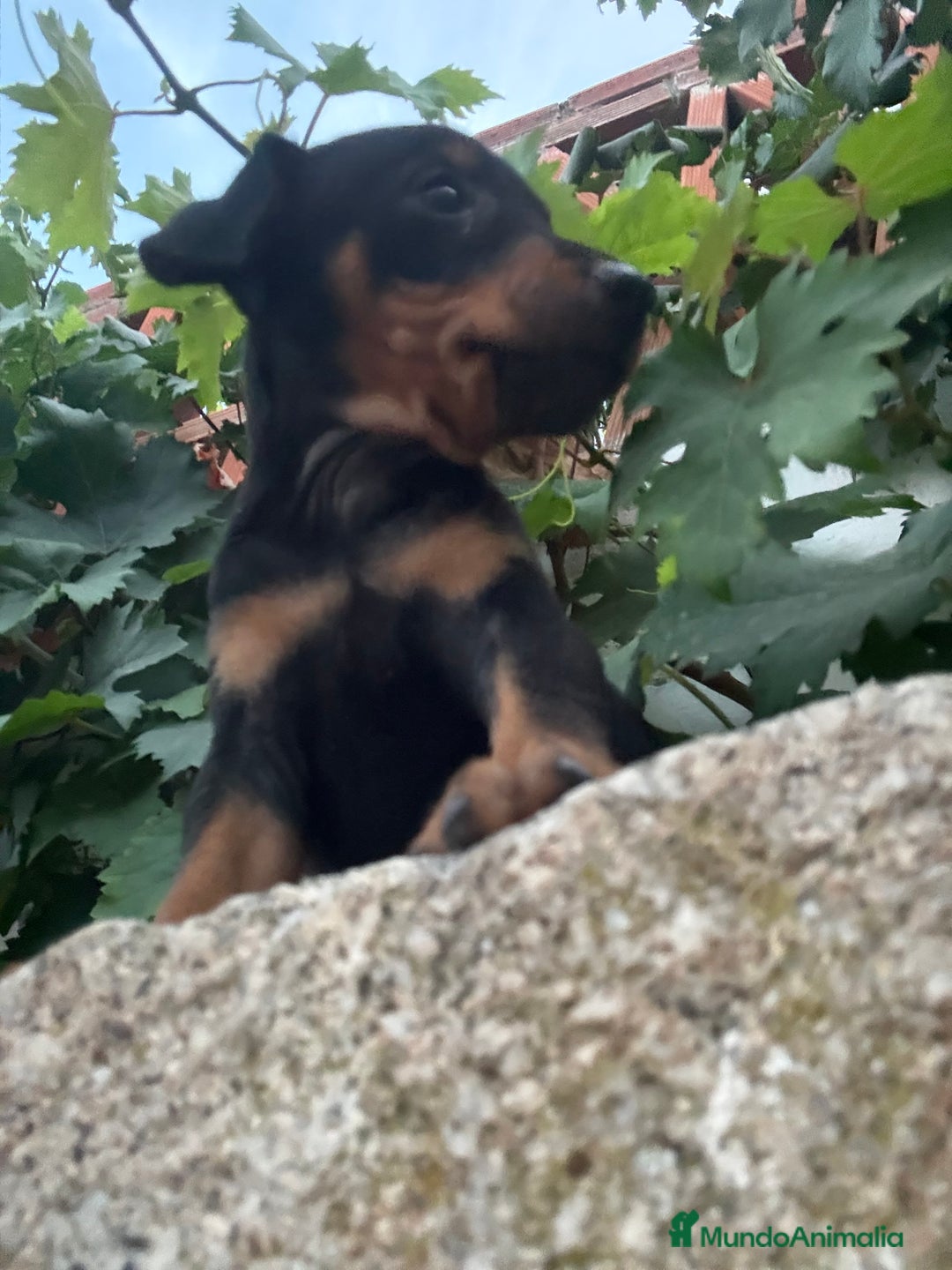 Pinscher Miniatura perros en venta: Pinscher miniatura disponible - Imagen 6