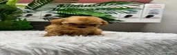 Caniche Toy perros en venta: CANICHE TOY-MUY PEQUEÑITO - Anuncio 22