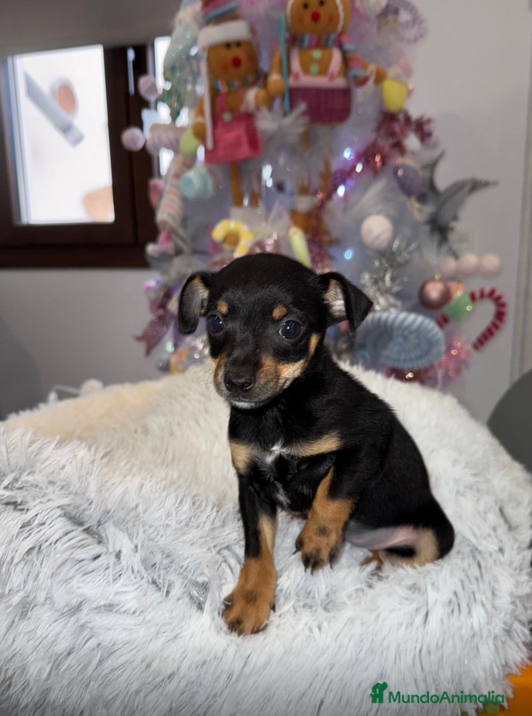 Pinscher Miniatura perros en venta: Hembra mini pincher negra y fuego  - Anuncio 2
