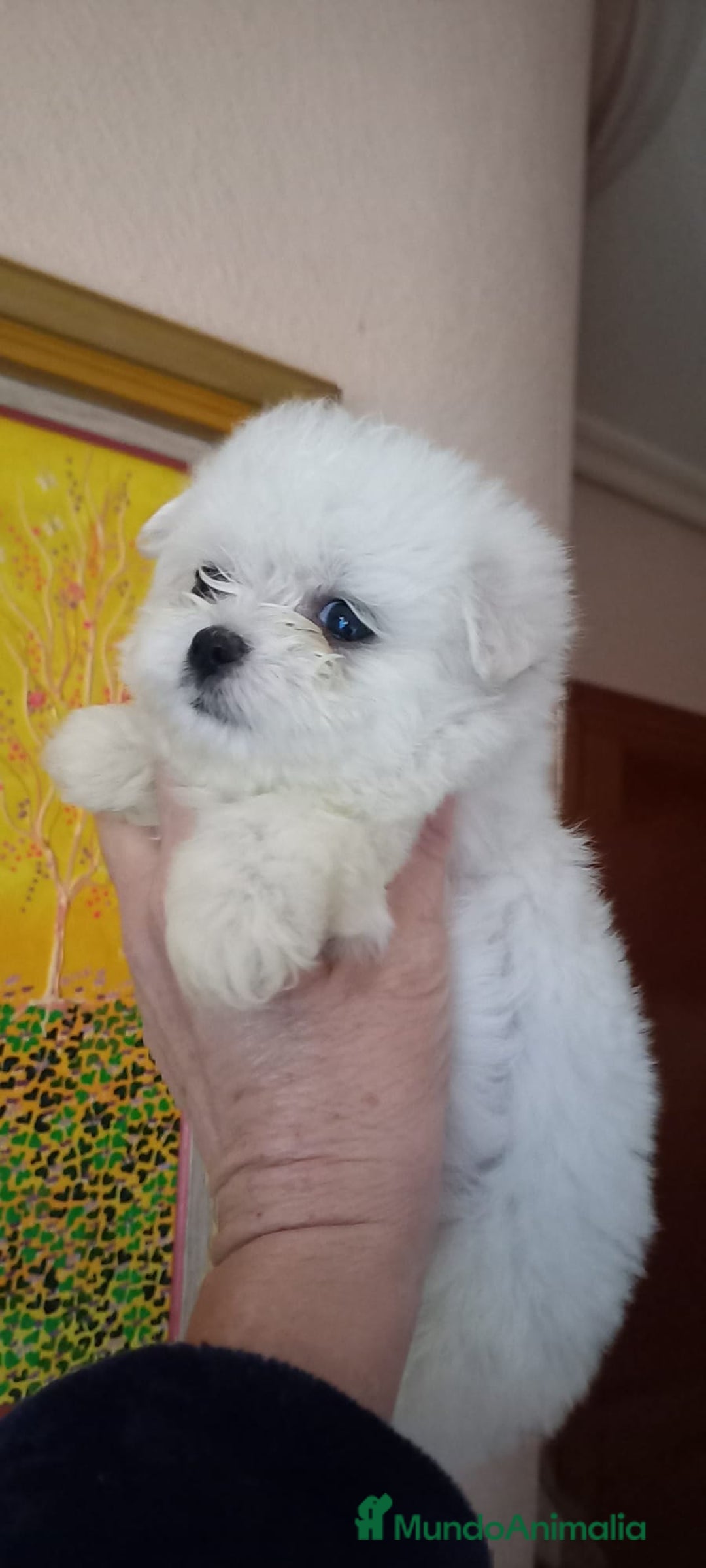 Bichón Maltés perros en venta: BICHÓN MALTES HEMBRA EXCLUSIVA  - Anuncio 2