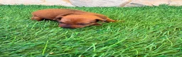 Pinscher Miniatura perros en venta: Pinscher Miniatura roja - Anuncio 7