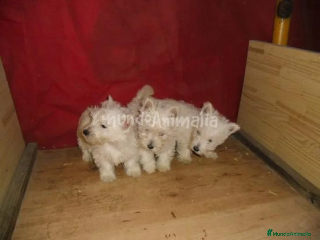 Imagen de galería {{count}}