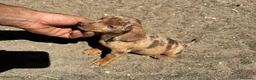 Teckel perros en venta: Teckel Kannichen de Calidad  - Anuncio 5