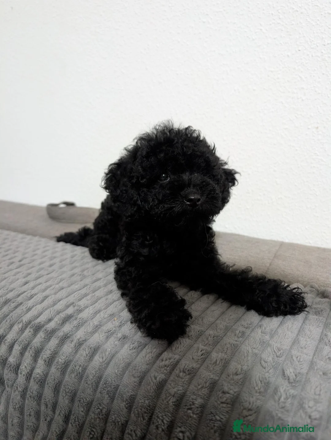 Caniche Toy perros en venta: Caniche toy precio real  - Anuncio 2