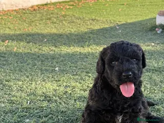 Perro de Agua Español perros PERRO DE AGUA - Anuncio 21
