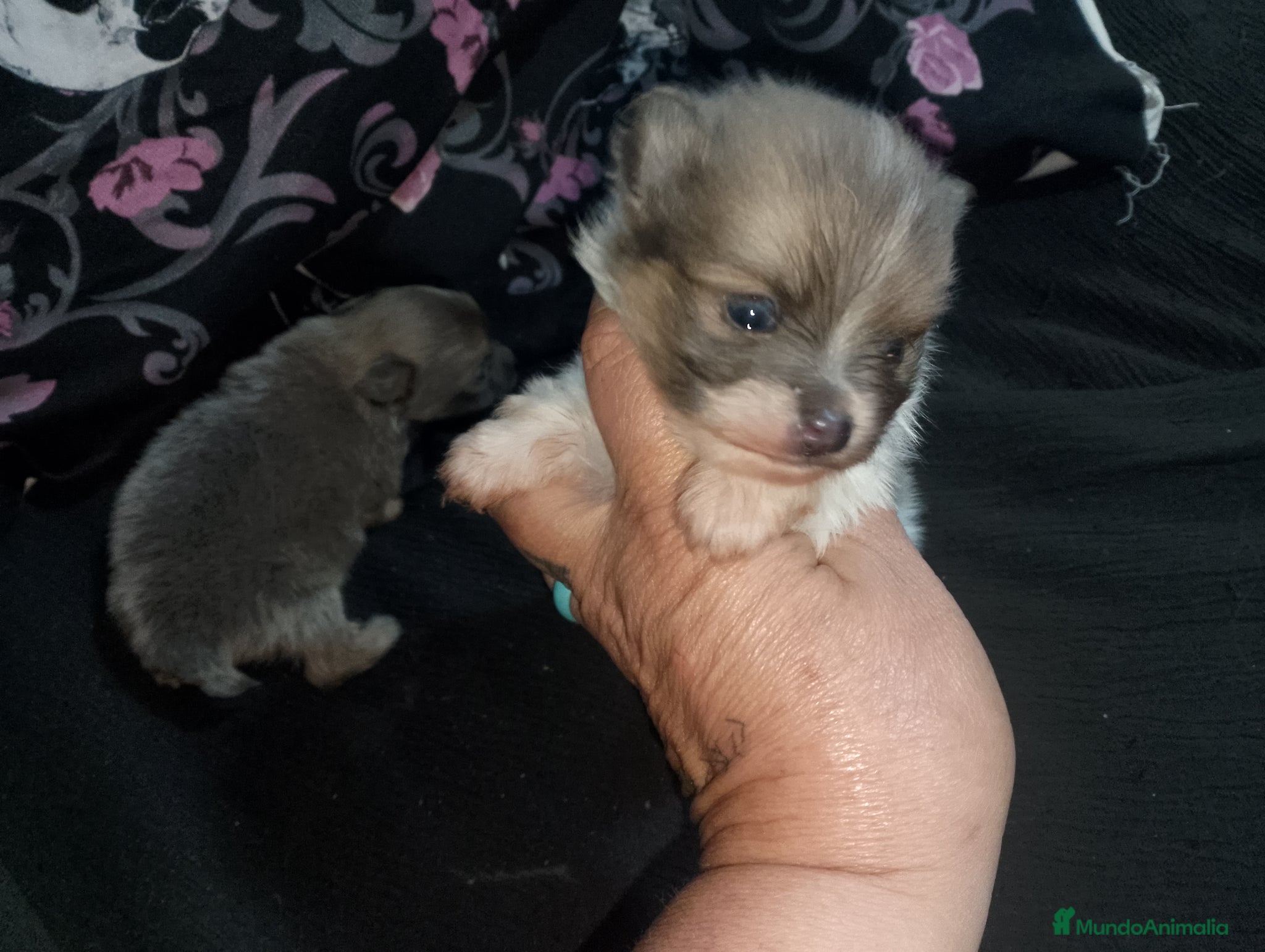 Pomerania perros ✨ Pareja de Pomeranias  - Anuncio 27