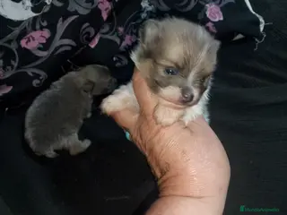 Pomerania perros ✨ Pareja de Pomeranias - Anuncio 5