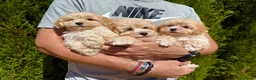 Maltipoo perros en venta: Maltipoo excelentes carácter !!!! - Anuncio 5