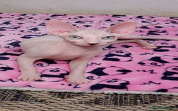 Sphynx gatos en venta: Preciosa hembrita ojos claros  - Imagen 1