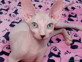 Sphynx gatos - Anuncio 1