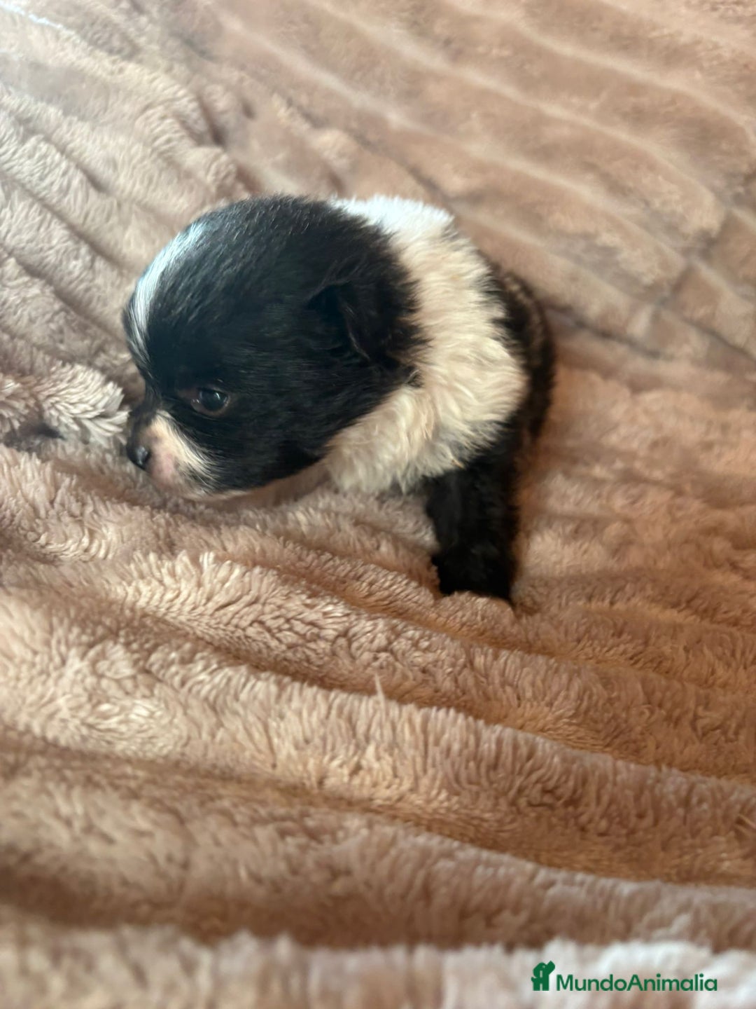 Pomerania perros en venta: Pele y Mele ya son papas , lulu pomerania toy  - Anuncio 10