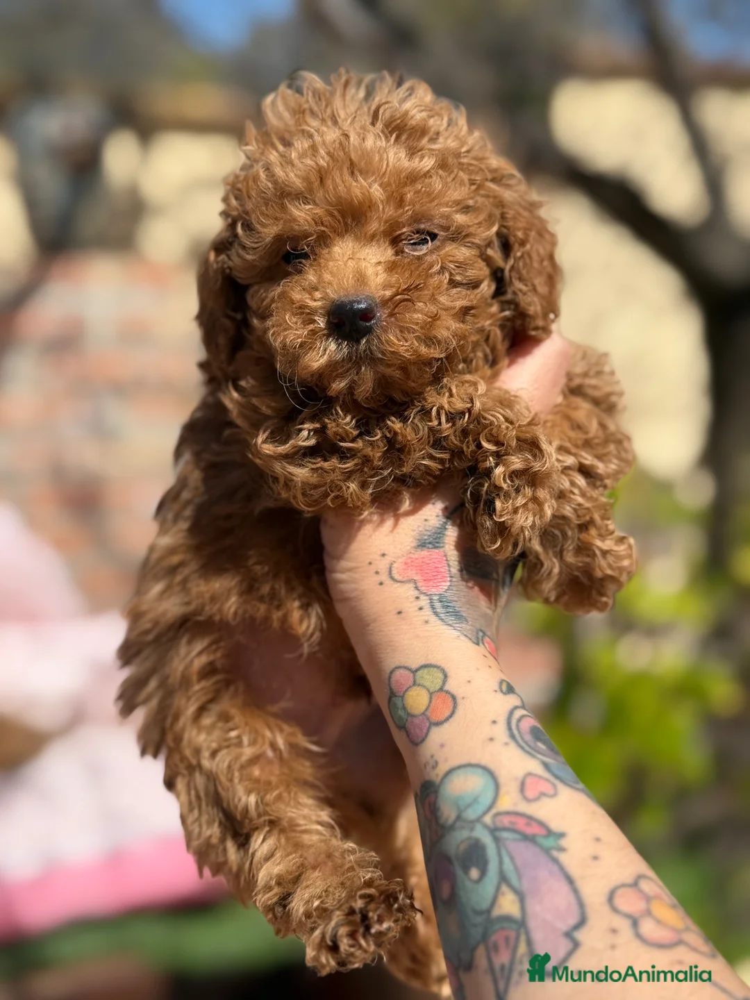 Caniche Enano perros en venta: Caniches enanos apricot  - Anuncio 2