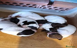 English Springer Spaniel perros en venta: Springer spanish - Imagen 1