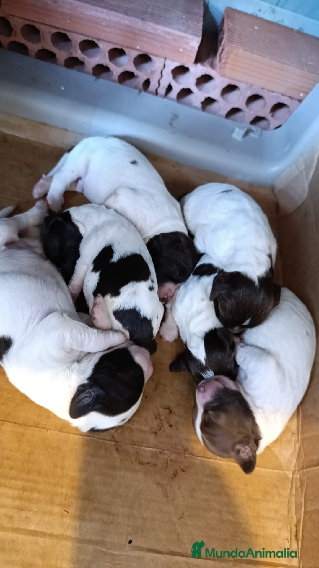 English Springer Spaniel perros en venta: Springer spanish - Imagen 1