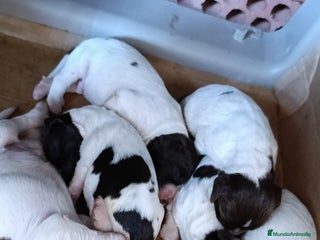 English Springer Spaniel perros - Anuncio 28