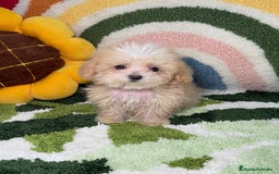 Maltipoo perros en venta: Maltipoo Teacup - Imagen 1