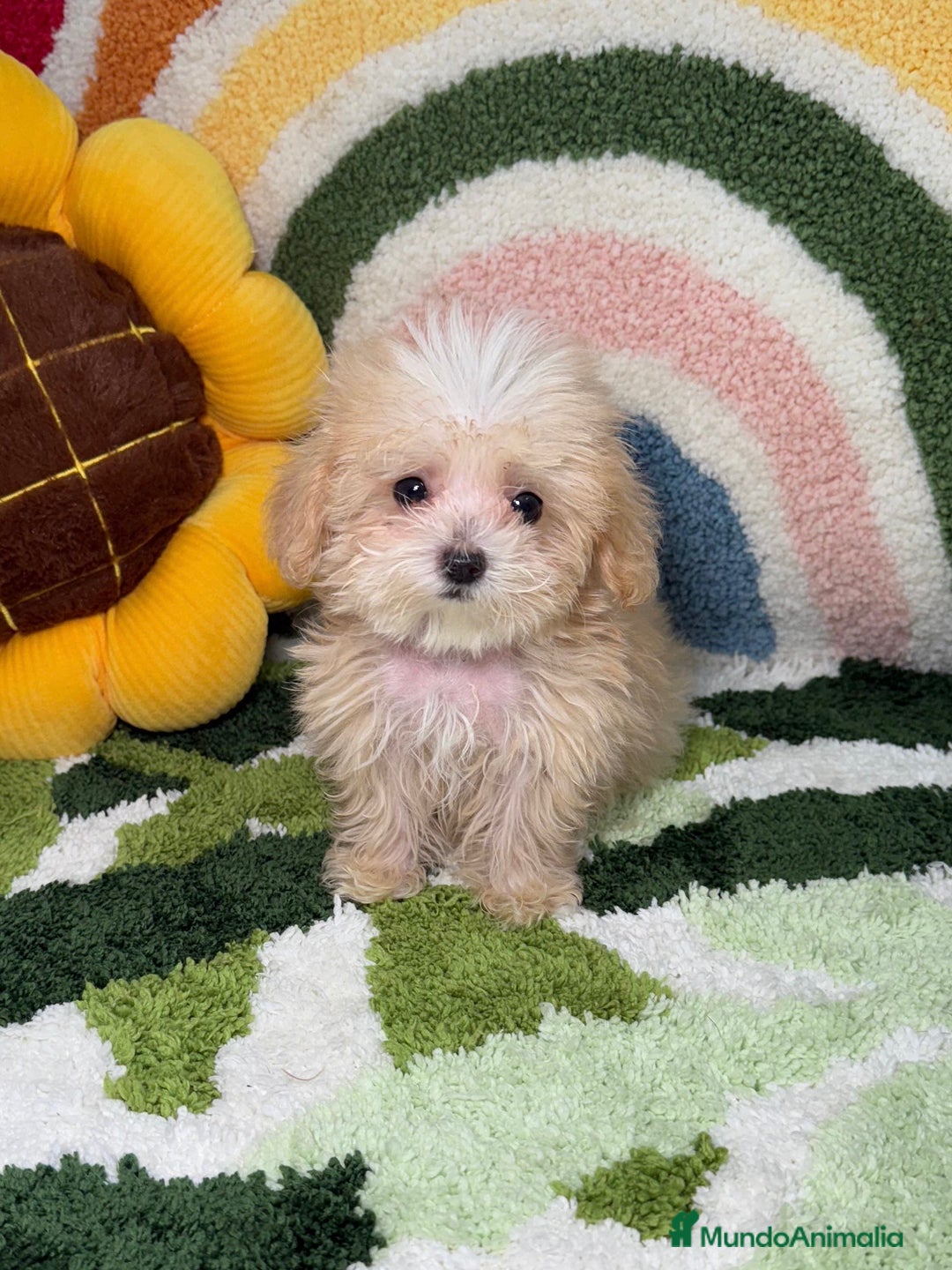 Maltipoo perros en venta: Maltipoo Teacup - Imagen 1