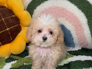 Maltipoo perros - Anuncio 9