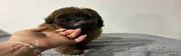 Maltipoo perros en venta: Maltipoo macho  - Anuncio 4