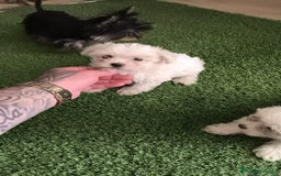 Bichón Maltés perros en venta: OPORTUNIDAD DE VERANO  - Imagen 1