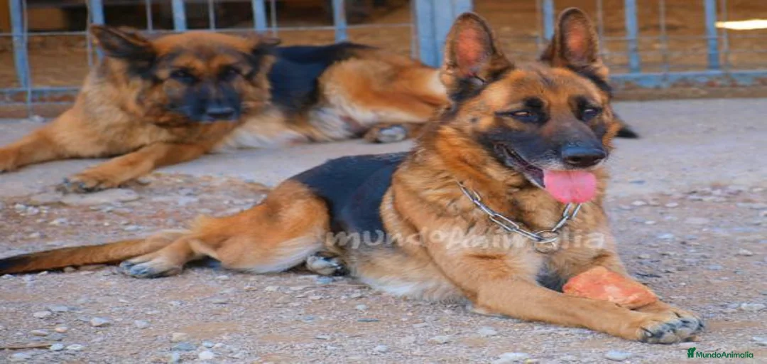 Imagen de galería {{count}}