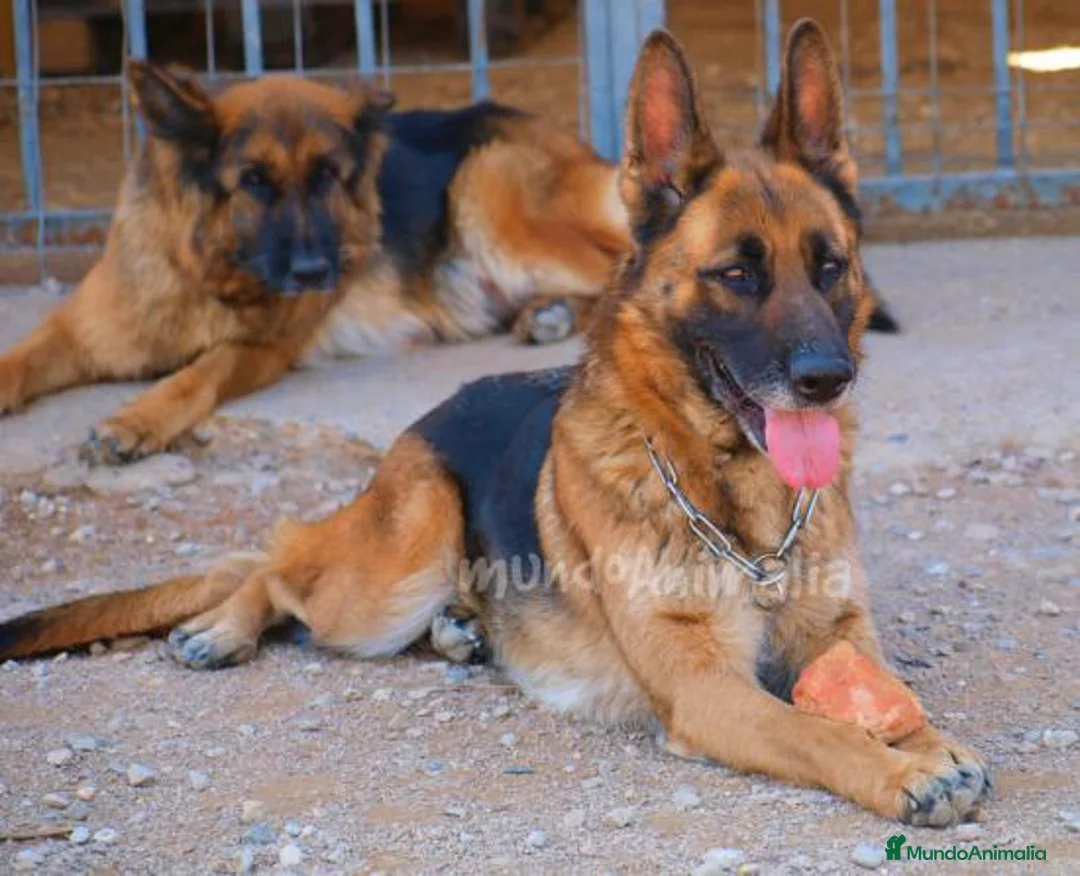 Imagen de galería {{count}}