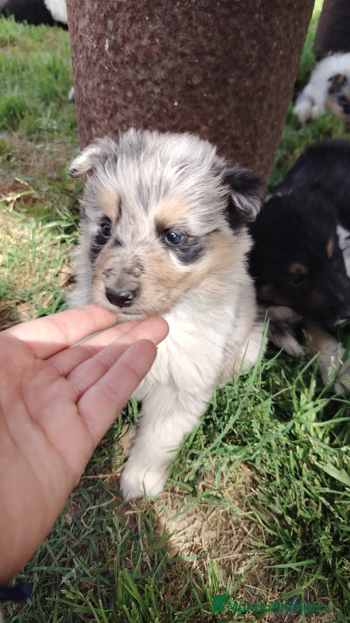 Collie de Pelo Largo perros Cachorros rough collie - Anuncio 25