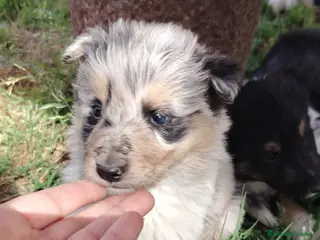 Collie de Pelo Largo perros Cachorros rough collie - Anuncio 25