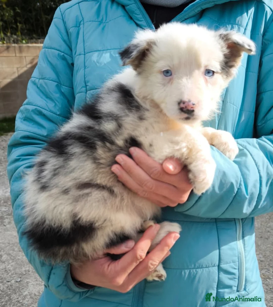 Border Collie perros en venta: Cachorros border collie 2 meses - Anuncio 2