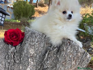 Pomerania perros Pomerania nuevas camadas !!! - Anuncio 2