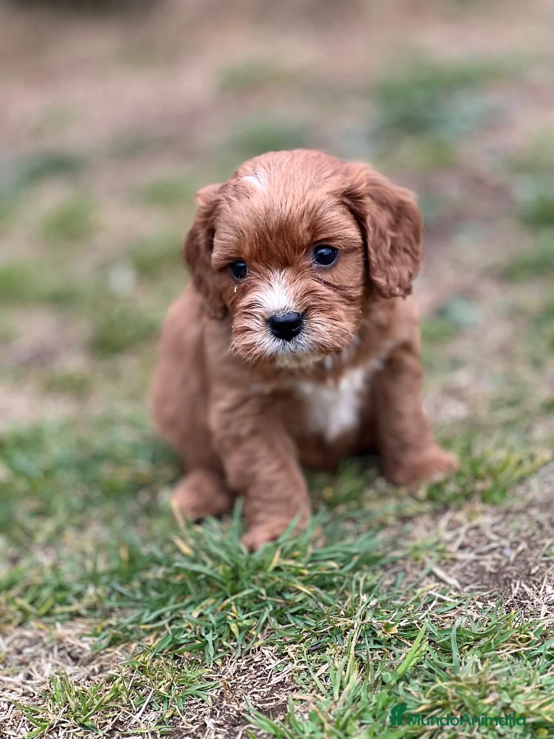 Cavapoo perros en venta: CAVAPOO TOY ROJO INTENSO! en Barcelona - Anuncio 4