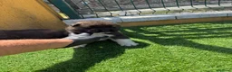 Akita Americano perros en venta: CACHORROS DE AKITA AMERICANO - Anuncio 4