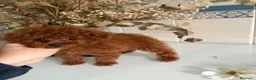 Caniche Toy perros en venta: Caniche Toy  - Anuncio 11