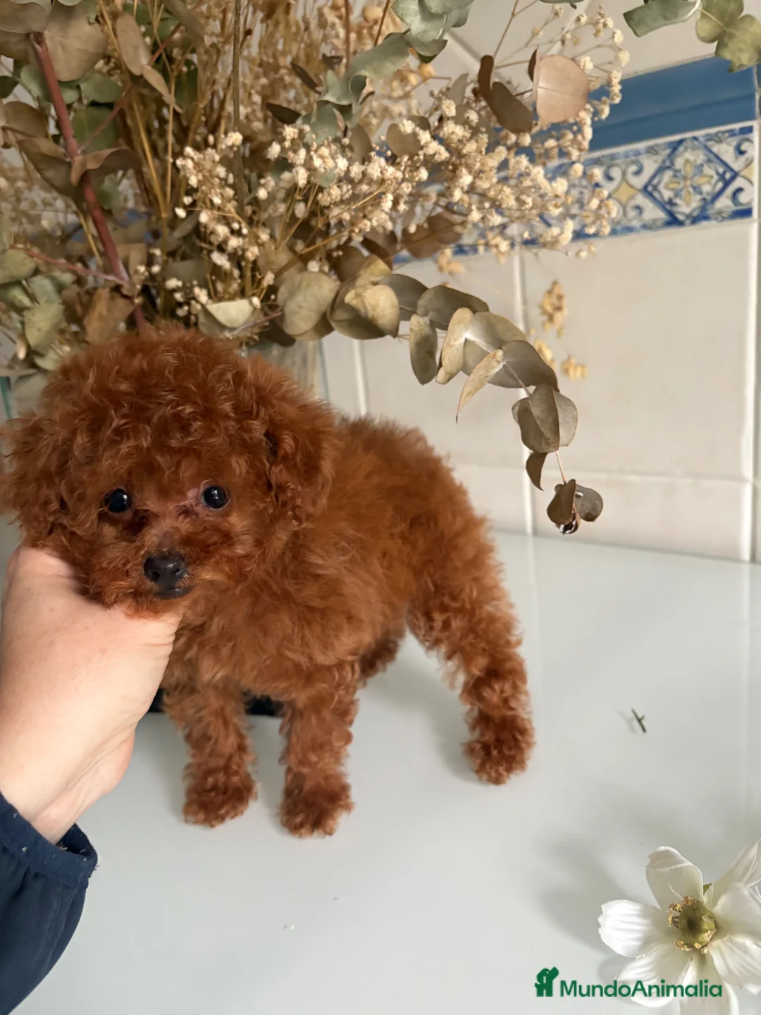 Caniche Toy perros en venta: Caniche Toy  - Anuncio 11