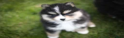 Pomsky perros en venta: Pomsky toy F3 - Anuncio 11