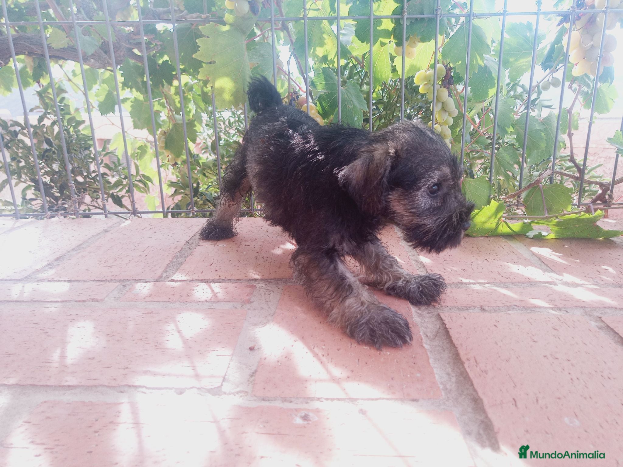 Schnauzer Miniatura perros Camada Titilla Schnauzer  - Anuncio 2